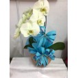 Orquídea phalaenópsis cascata branca com cachepot