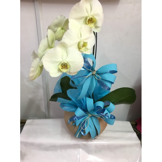 Orquídea phalaenópsis cascata branca com cachepot