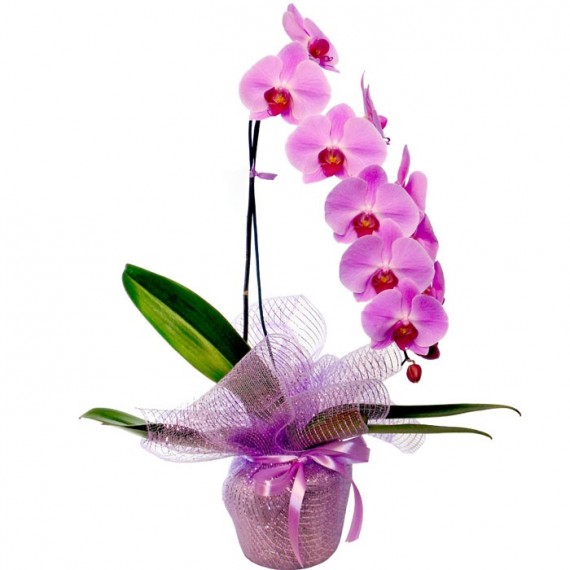 Orquídea phalaenópsis cascata cor de rosa
