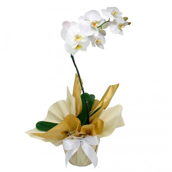 Orquídea Phalaenopsis com Flores Brancas