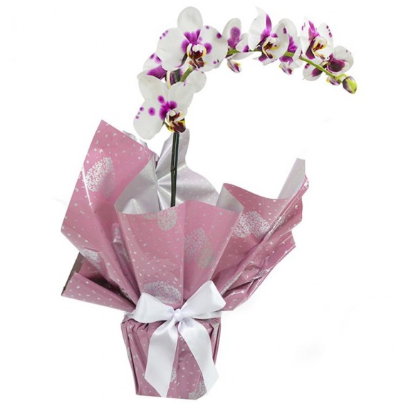Orquídea Phalaenópsis Mesclada
