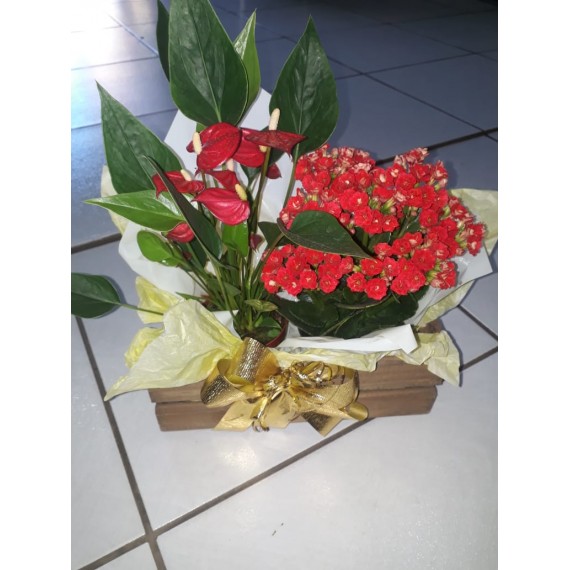 Vasos plantados, Antúrio, Kalandiva no lindo Cachepo de madeira 