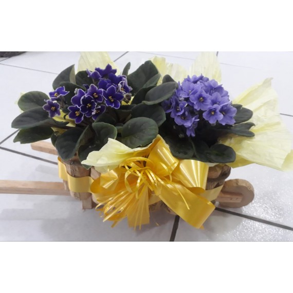 Violetas De Vaso No Cachepo De Madeira 